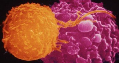 A T-cell (orange) on the attack